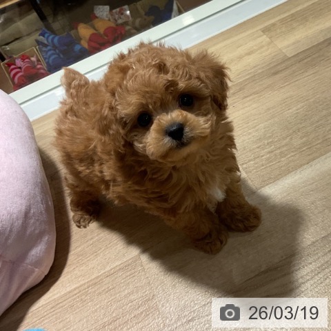 トイ・プードルの写真