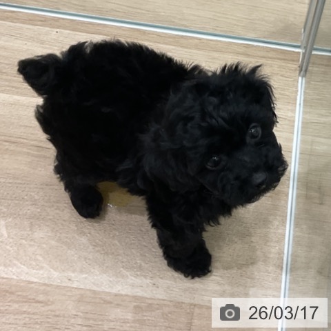 岩手県のトイプードル(トイ) (ペットプラス 盛岡南店/2026年1月15日生まれ/女の子/ブラック)の子犬の3枚目の画像
