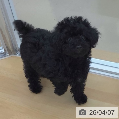 青森県のトイプードル(トイ) (ペットプラス 青森浜田店/2026年1月15日生まれ/女の子/ブラック)の子犬の4枚目の画像