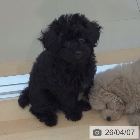 青森県のトイプードル(トイ) (ペットプラス 青森浜田店/2026年1月15日生まれ/女の子/ブラック)の子犬の3枚目の画像