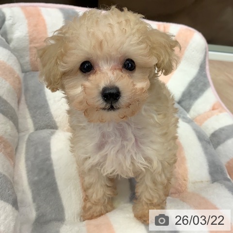 千葉県のトイプードル(トイ) (ペットプラス 幕張新都心店/2026年1月15日生まれ/男の子/クリーム)の子犬の3枚目の画像