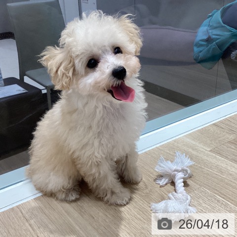 千葉県のトイプードル(トイ) (ペットプラス 木更津店/2026年1月15日生まれ/男の子/クリーム)の子犬の3枚目の画像