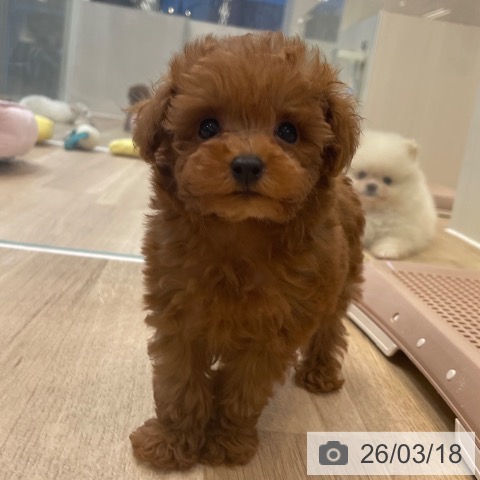 トイ・プードルの写真