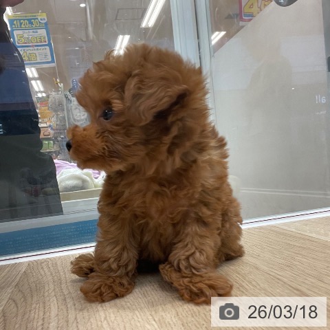 トイ・プードルの写真