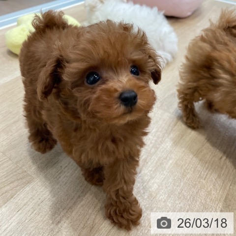 トイ・プードルの写真