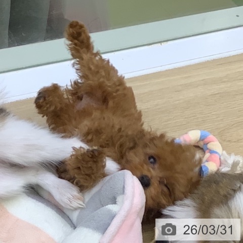 山梨県のトイプードル(トイ) (ペットプラス 甲府昭和店/2026年1月15日生まれ/女の子/レッド)の子犬の4枚目の画像