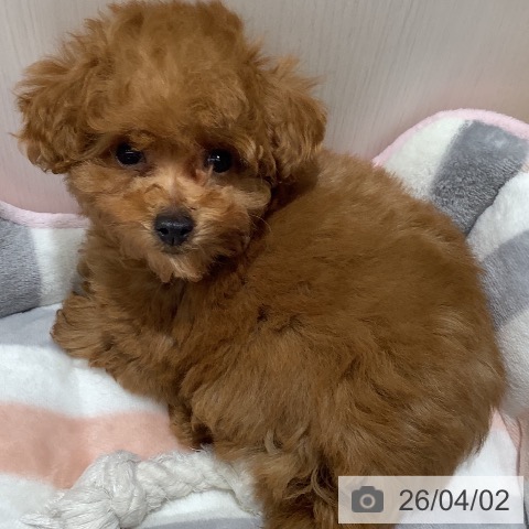 山梨県のトイプードル(トイ) (ペットプラス 甲府昭和店/2026年1月15日生まれ/女の子/レッド)の子犬の3枚目の画像