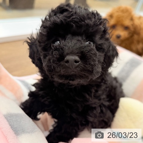 千葉県のトイプードル(トイ) (ペッツワン 千葉ニュータウン店/2026年1月15日生まれ/男の子/ブラック)の子犬の3枚目の画像