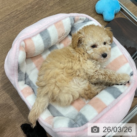 埼玉県のトイプードル(トイ) (ペッツワン 吉川美南店/2026年1月15日生まれ/男の子/クリーム)の子犬の3枚目の画像