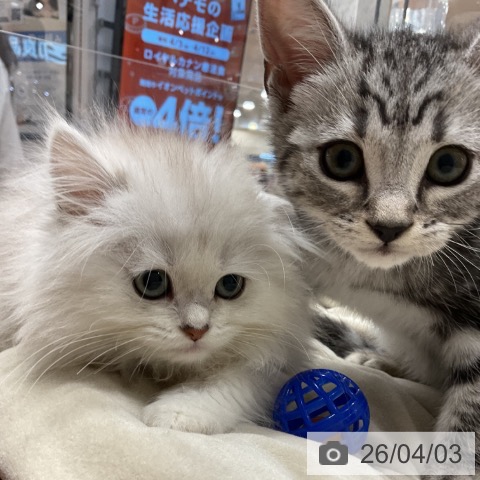 埼玉県のアメリカンショートヘアー (ペットプラス 浦和美園店/2026年1月12日生まれ/男の子/シルバータビー)の子猫の3枚目の画像