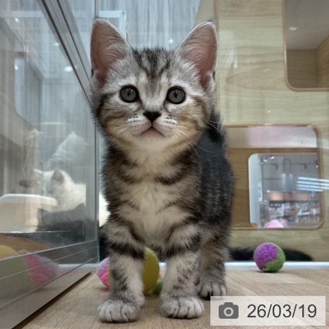 アメリカンショートヘアの写真