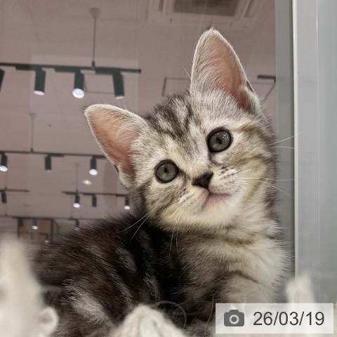 アメリカンショートヘアの写真