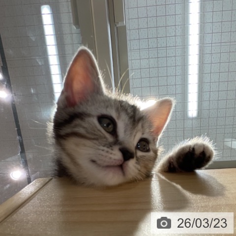 群馬県のアメリカンショートヘアー (ペットプラス イオンモール太田店/2026年1月12日生まれ/女の子/シルバーパッチドタビー)の子猫の4枚目の画像