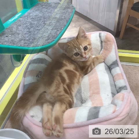 岡山県のアメリカンショートヘアー (ペットプラス 岡山店/2026年1月15日生まれ/男の子/レッドタビー)の子猫の3枚目の画像