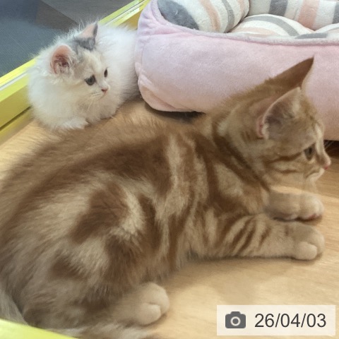 岡山県のアメリカンショートヘアー (ペットプラス 岡山店/2026年1月15日生まれ/男の子/レッドタビー)の子猫の3枚目の画像