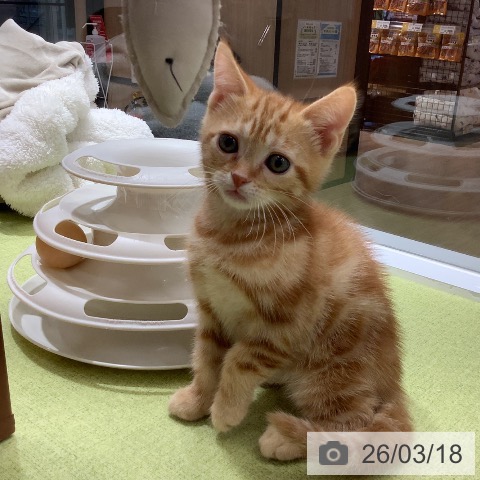 アメリカンショートヘアの写真