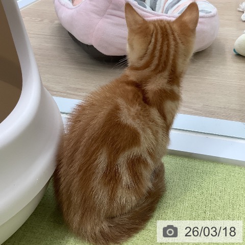 アメリカンショートヘアの写真