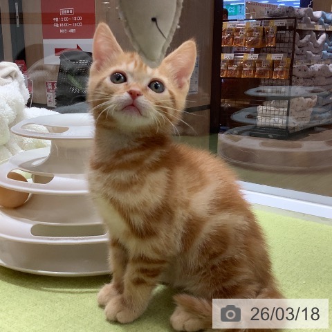 アメリカンショートヘアの写真