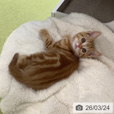 埼玉県のアメリカンショートヘアー (ペットプラス 川口店/2026年1月15日生まれ/男の子/レッドタビー)の子猫の3枚目の画像