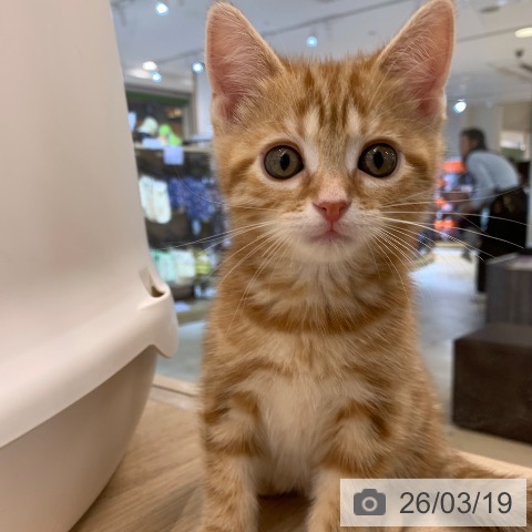 アメリカンショートヘアの写真