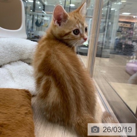 アメリカンショートヘアの写真