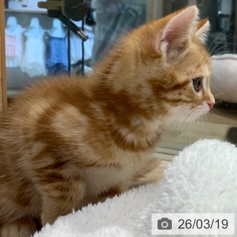 アメリカンショートヘアの写真