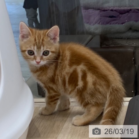 アメリカンショートヘアの写真