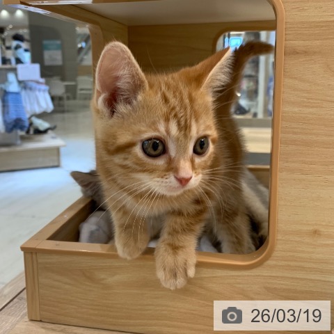 アメリカンショートヘアの写真