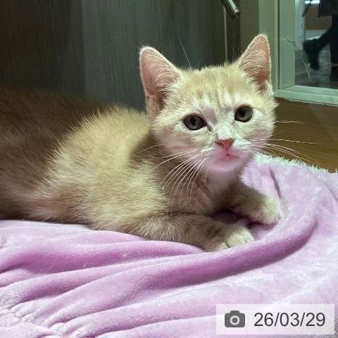 埼玉県のアメリカンショートヘアー (ペットプラス イオンモール春日部店/2026年1月15日生まれ/女の子/クリームタビー)の子猫の4枚目の画像