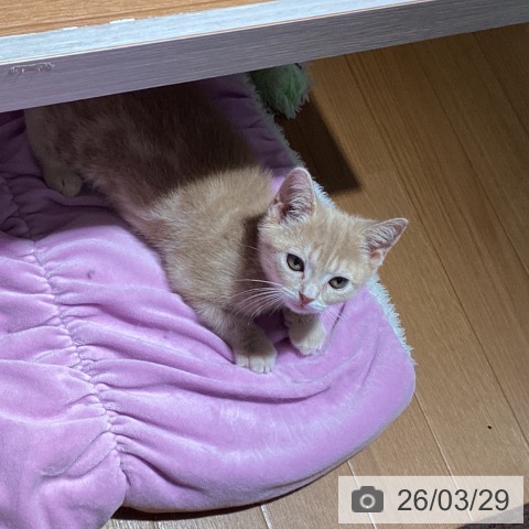 埼玉県のアメリカンショートヘアー (ペットプラス イオンモール春日部店/2026年1月15日生まれ/女の子/クリームタビー)の子猫の3枚目の画像