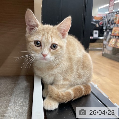 茨城県のアメリカンショートヘアー (ペッツワン つくば店/2026年1月15日生まれ/女の子/クリームタビー)の子猫の4枚目の画像