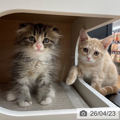 茨城県のアメリカンショートヘアー (ペッツワン つくば店/2026年1月15日生まれ/女の子/クリームタビー)の子猫の3枚目の画像