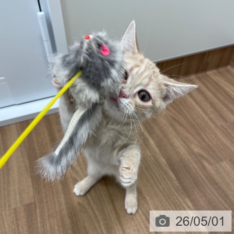 茨城県のアメリカンショートヘアー (ペッツワン つくば店/2026年1月15日生まれ/女の子/クリームタビー)の子猫の4枚目の画像