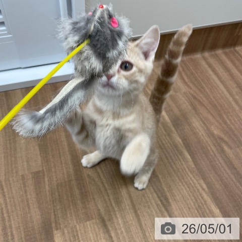 茨城県のアメリカンショートヘアー (ペッツワン つくば店/2026年1月15日生まれ/女の子/クリームタビー)の子猫の3枚目の画像