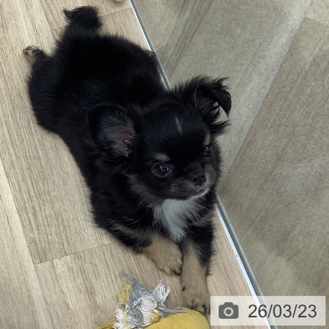 千葉県のチワワ(ロング) (ペットプラス 船橋店/2026年1月15日生まれ/男の子/ブラックタンホワイト)の子犬の3枚目の画像