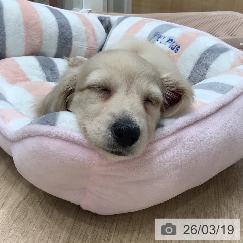 ミニチュア・ダックスフンドの写真