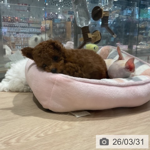 埼玉県のトイプードル(トイ) (ペットプラス コクーンシティ店/2026年1月13日生まれ/男の子/レッド)の子犬の4枚目の画像