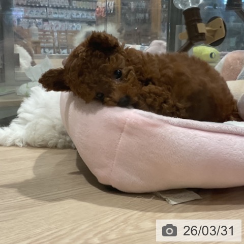 埼玉県のトイプードル(トイ) (ペットプラス コクーンシティ店/2026年1月13日生まれ/男の子/レッド)の子犬の3枚目の画像