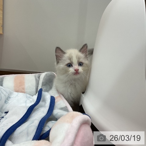 ラグドールの写真