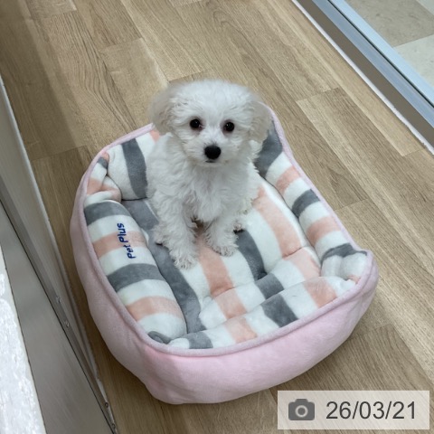 ビション・フリーゼの写真