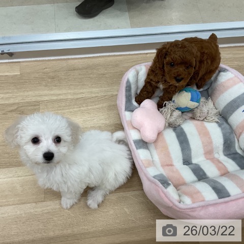 ビション・フリーゼの写真