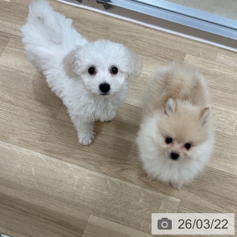 ビション・フリーゼの写真