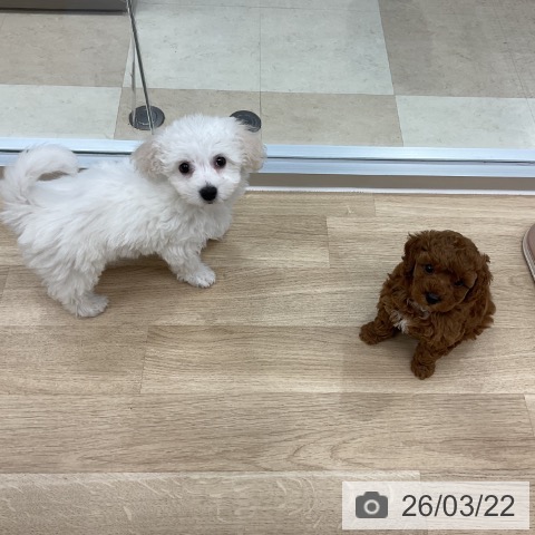 ビション・フリーゼの写真