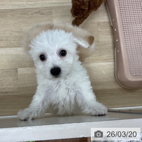 ビション・フリーゼの写真