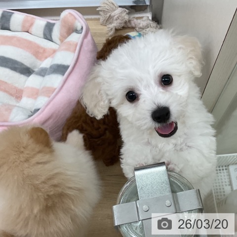 ビション・フリーゼの写真