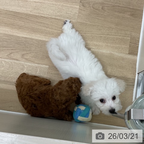 ビション・フリーゼの写真