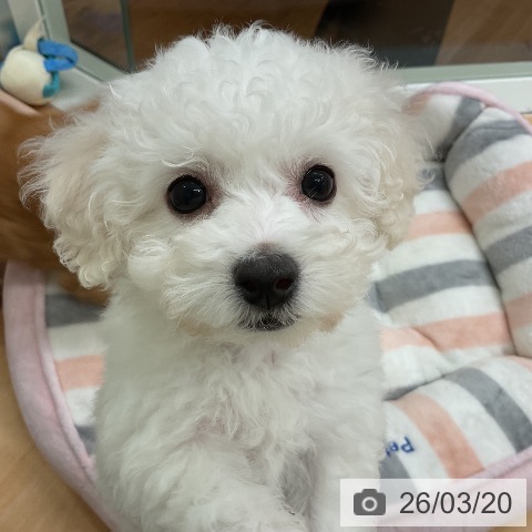 千葉県のビションフリーゼ (ペットプラス 成田店/2026年1月11日生まれ/女の子/ホワイト)の子犬の3枚目の画像