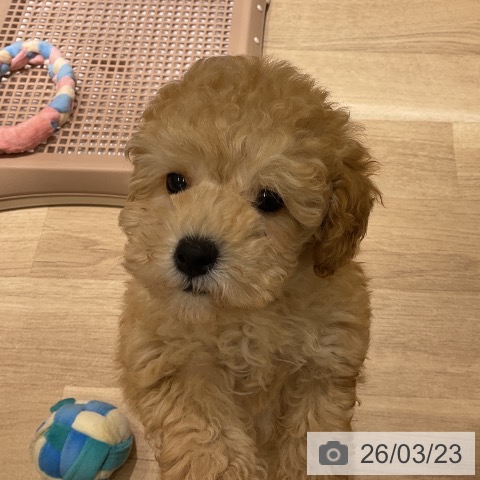 神奈川県のトイプードル(トイ) (ペットプラス モザイクモール港北店/2026年1月16日生まれ/男の子/クリーム)の子犬の3枚目の画像