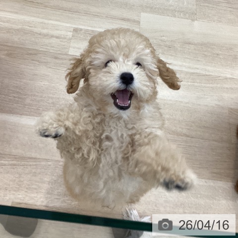 神奈川県のトイプードル(トイ) (ペットプラス 相模原並木店/2026年1月16日生まれ/男の子/クリーム)の子犬の3枚目の画像