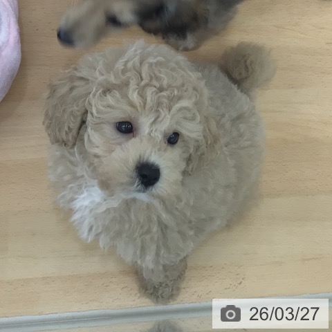 青森県のトイプードル(トイ) (ペットプラス 青森浜田店/2026年1月16日生まれ/男の子/クリーム)の子犬の4枚目の画像